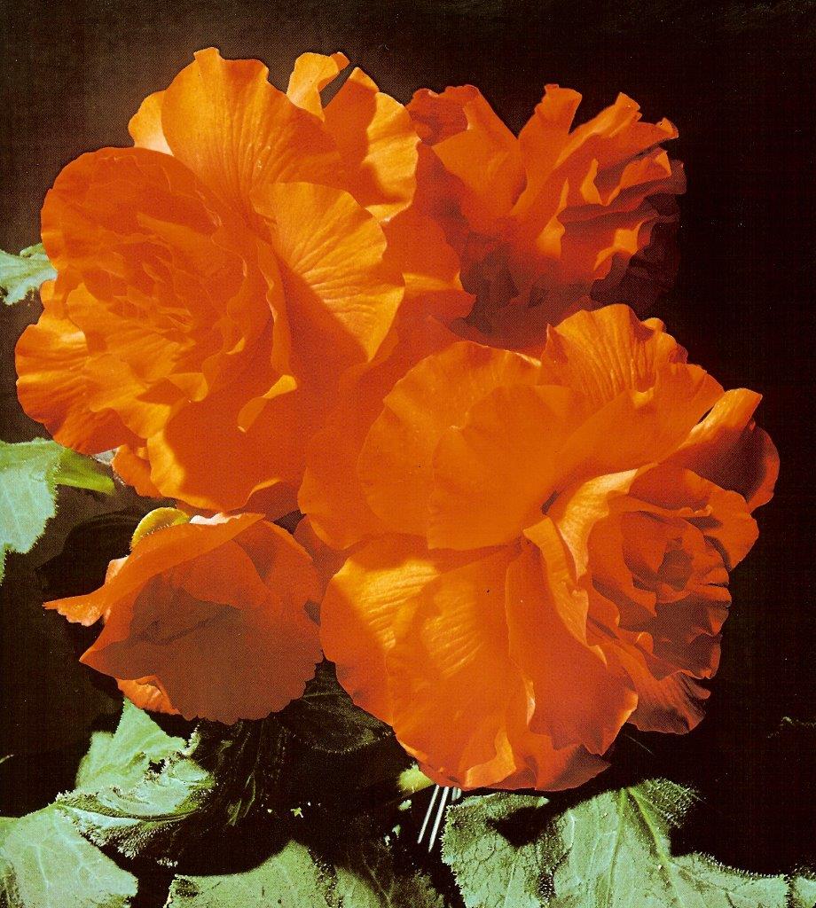 B. ‘Guardsman’